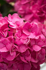 Fototapeta premium Close-up view of beautiful blooming pink hydrangea flowers