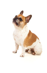 Obraz premium Portrait in Studio of a cute bulldog