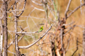 Bee-eaters