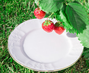 A plate under a Fresh ripe red strawberry. Bush grow in the garden. top quality, organic food concept