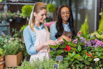 cheerful young multiethnic florists in aprons working with plants in flower shop