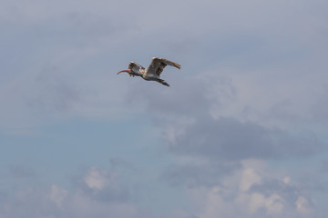 Juvenile White Ibis Flying, J.N. ''Ding'' Darling National Wildlife Refuge, Sanibel Island, Florida, USA