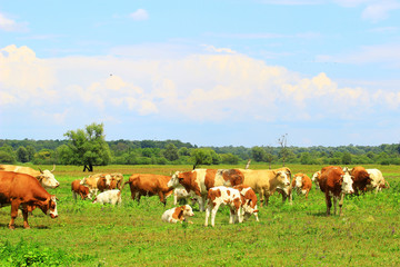 Cows herd 