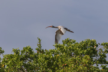 Juvenile White Ibis Flying, J.N. ''Ding'' Darling National Wildlife Refuge, Sanibel Island, Florida, USA