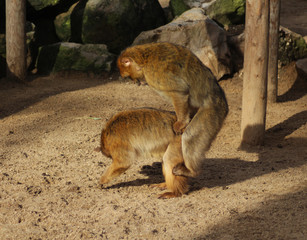 The Barbary macaque (Macaca sylvanus)