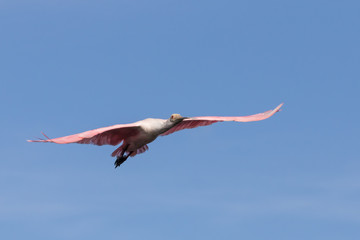 Roseate Spoonbill Flying, J.N. ''Ding'' Darling National Wildlife Refuge, Sanibel Island, Florida, USA