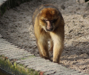 The Barbary macaque (Macaca sylvanus)