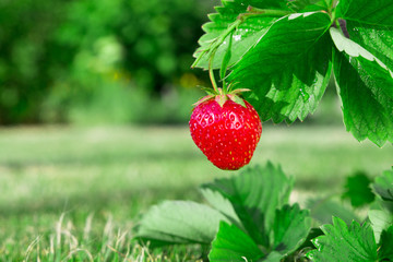 Fresh ripe red strawberry. Bush grow in the garden.