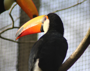 The toco toucan (Ramphastos toco)