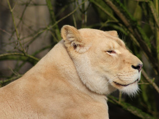 Fototapeta na wymiar white female lion