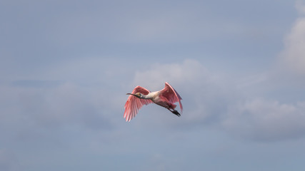 Fototapeta na wymiar Roseate Spoonbill Flying, J.N. ''Ding'' Darling National Wildlife Refuge, Sanibel Island, Florida, USA