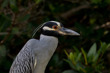 Yellow-Crowned Night-Heron, J.N. ''Ding'' Darling National Wildlife Refuge, Sanibel Island, Florida, USA