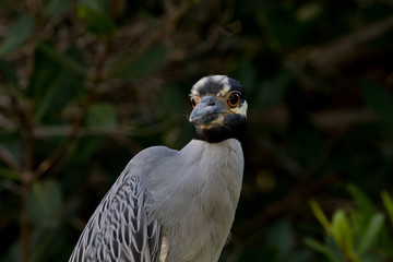 Yellow-Crowned Night-Heron, J.N. ''Ding'' Darling National Wildlife Refuge, Sanibel Island, Florida, USA