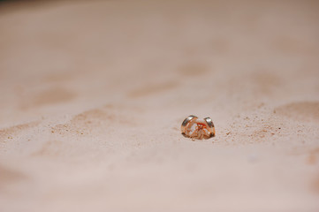 Two rings lie on a crab on the sand