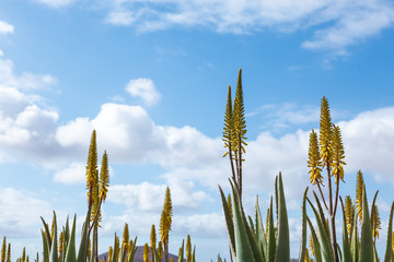Aloe vera farm plantation