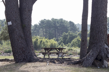 Mesa y pinos