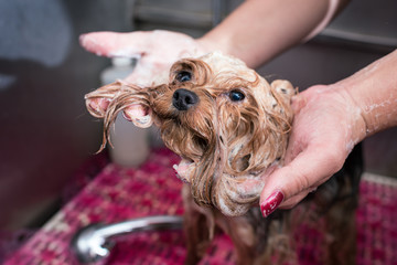 close-up partial view of groomer washing cute furry yorkshire terrier