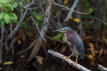 Green Heron, J.N. ''Ding'' Darling National Wildlife Refuge, Sanibel Island, Florida, USA