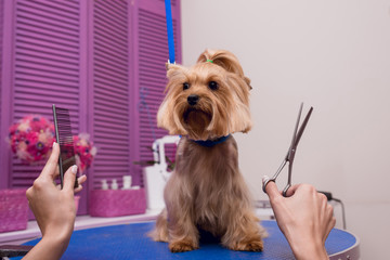 cropped shot of groomer holding scissors and comb while grooming dog in pet salon
