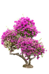isolated flower tree
