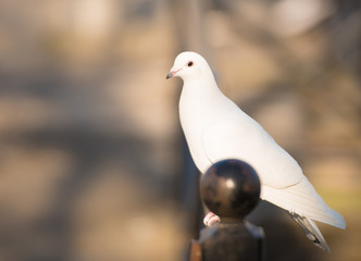 White dove standing and looking.Warm blurred background