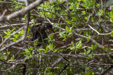 Juvenile Green Heron, J.N. ''Ding'' Darling National Wildlife Refuge, Sanibel Island, Florida, USA