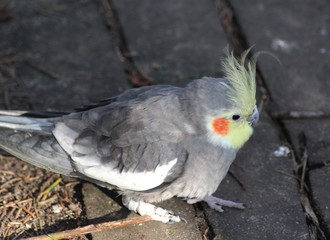 The cockatiel (Nymphicus hollandicus)