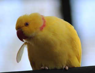 The rose-ringed parakeet (Psittacula krameri)