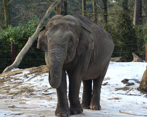 Fototapeta premium Asian elephant (Elephas maximus)