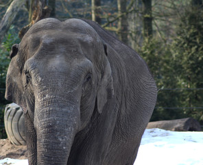 Asian elephant (Elephas maximus)