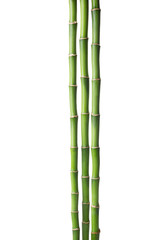 Three branches  of  Bamboo isolated on white background.  Sander's Dracaena