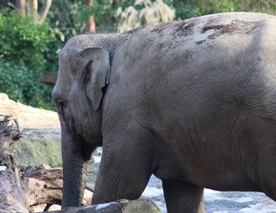 Asian elephant (Elephas maximus)