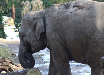 Asian elephant (Elephas maximus)