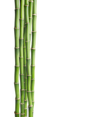 Obraz premium Branches of Bamboo isolated on white background.