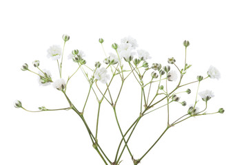 Twigs with flowers of Gypsophila isolated on white background.