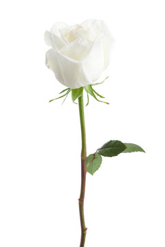 White rose isolated on white background.