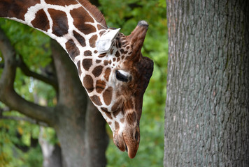 Portrait of a giraffe of mesh (Giraffa camelopardalis reticulata Linnaeus) with the hung head. Side view