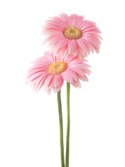 Two light pink gerbera flowers  isolated on white background.