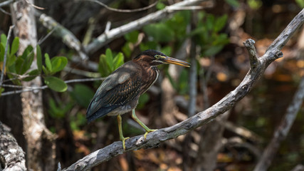 Green Heron, J.N. ''Ding'' Darling National Wildlife Refuge, Sanibel Island, Florida, USA