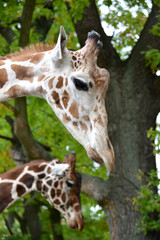 Two mesh giraffe (Giraffa camelopardalis reticulata Linnaeus), portrait in a profile