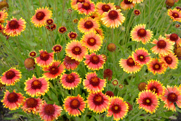 Flowers of a gayllardiya of hybrid (Gaillardia x hybrida)