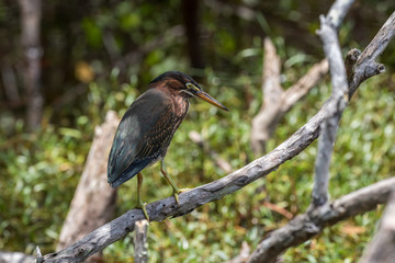 Green Heron, J.N. ''Ding'' Darling National Wildlife Refuge, Sanibel Island, Florida, USA