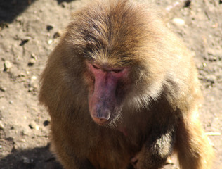 The hamadryas baboon (Papio hamadryas)