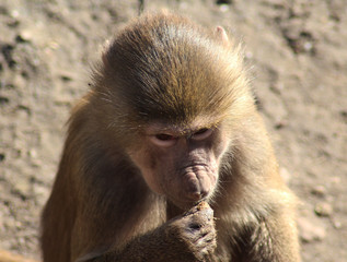 The hamadryas baboon (Papio hamadryas)