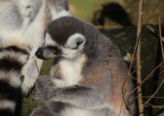 The ring-tailed lemur (Lemur catta)	