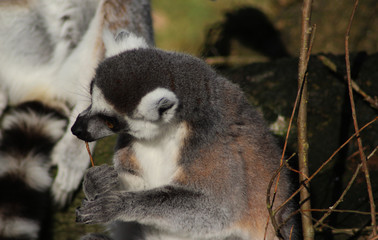 The ring-tailed lemur (Lemur catta)	