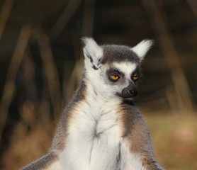 The ring-tailed lemur (Lemur catta)	