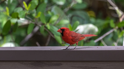 Northern Cardinal, J.N. ''Ding'' Darling National Wildlife Refuge, Sanibel Island, Florida, USA