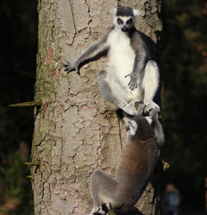 The ring-tailed lemur (Lemur catta)	