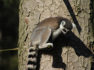 The ring-tailed lemur (Lemur catta)	